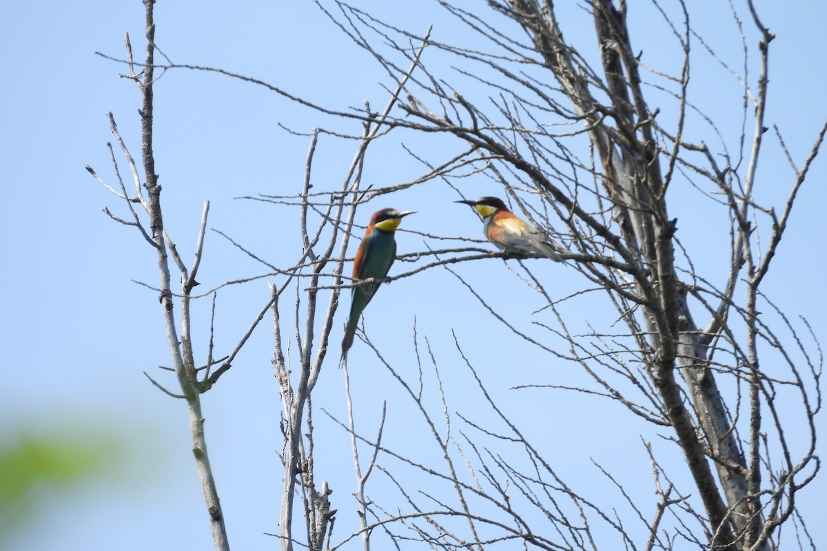 European Bee-eater - ML636768217
