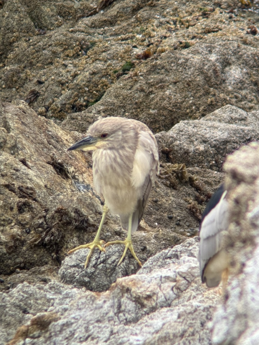 Black-crowned Night Heron - ML636768375