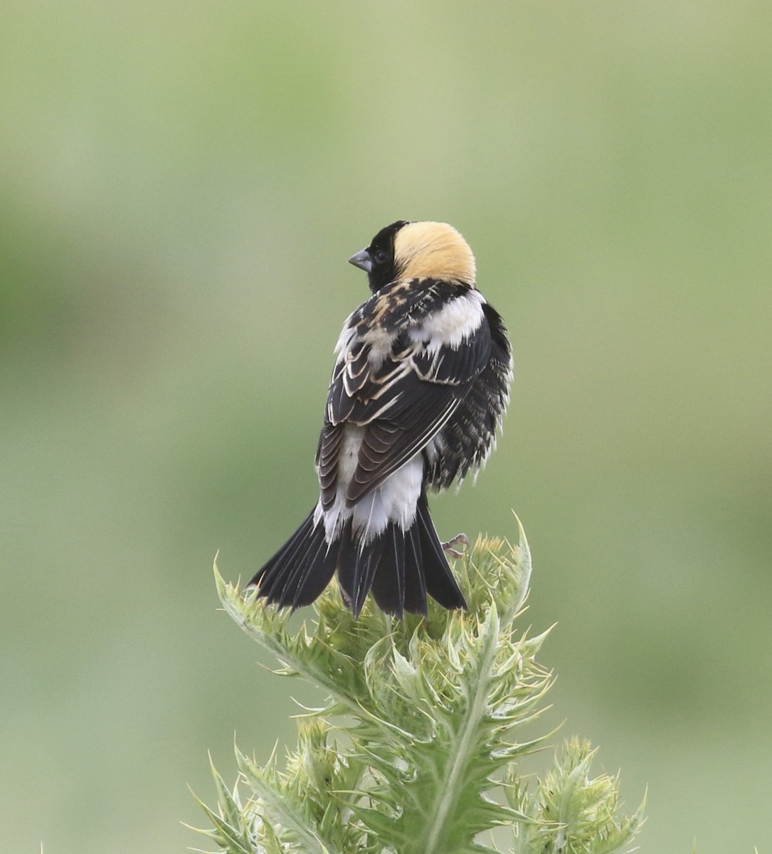 Bobolink - ML636768377