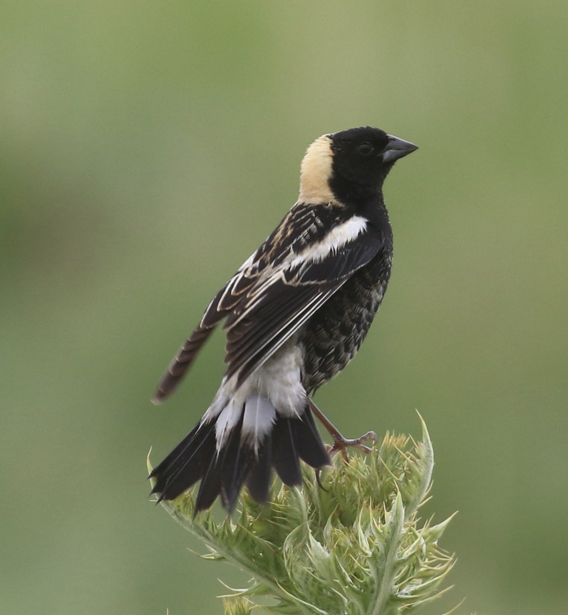 Bobolink - ML636768380