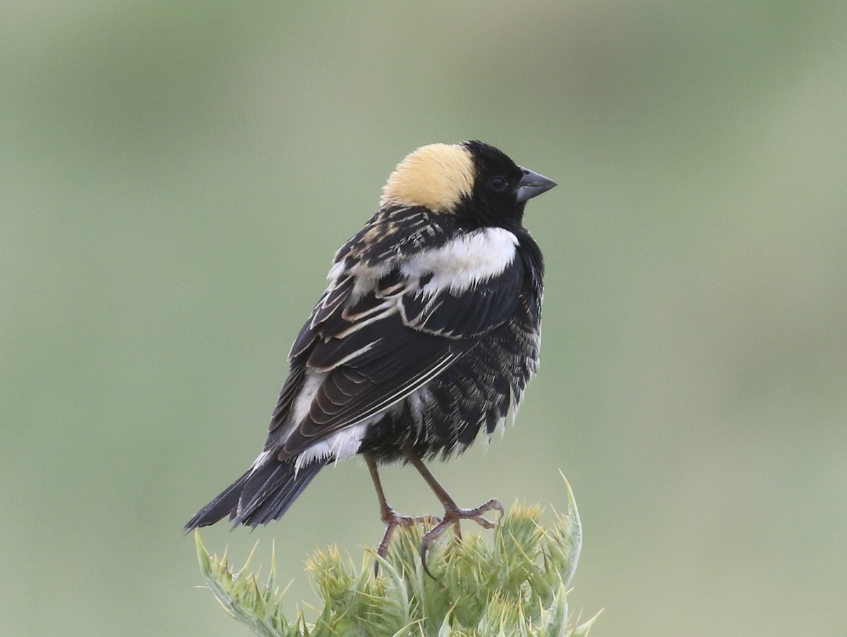 Bobolink - ML636768389