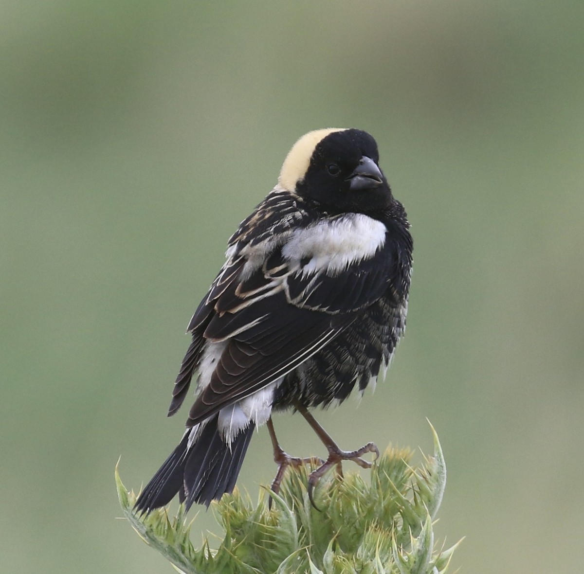 Bobolink - ML636768391
