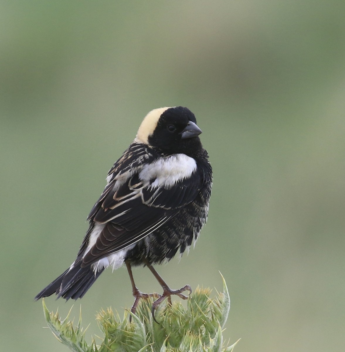 Bobolink - ML636768406
