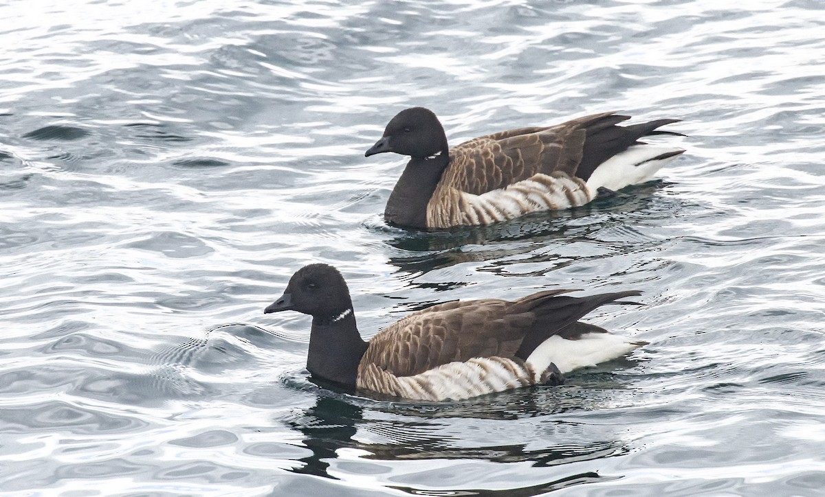 Brant - ML636768434