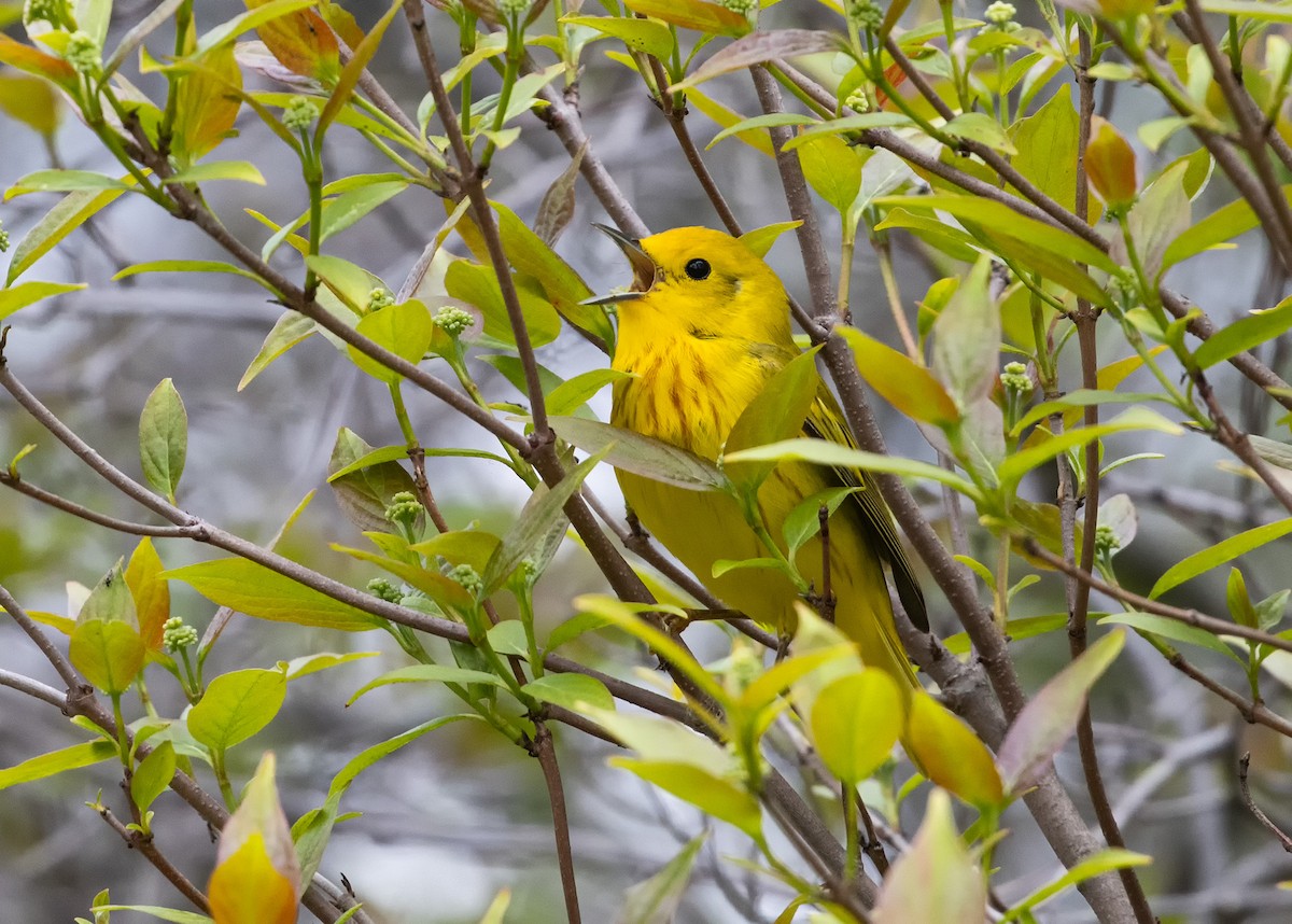 Northern Yellow Warbler - ML636768459