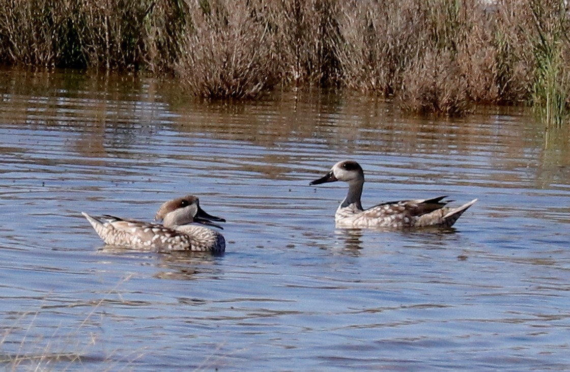 Zertzeta marmolairea - ML636768564