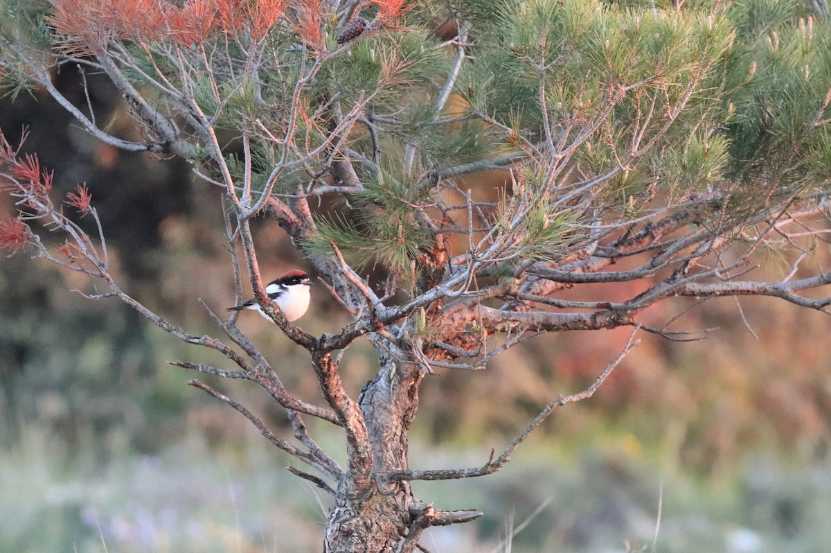 Woodchat Shrike - ML636768596