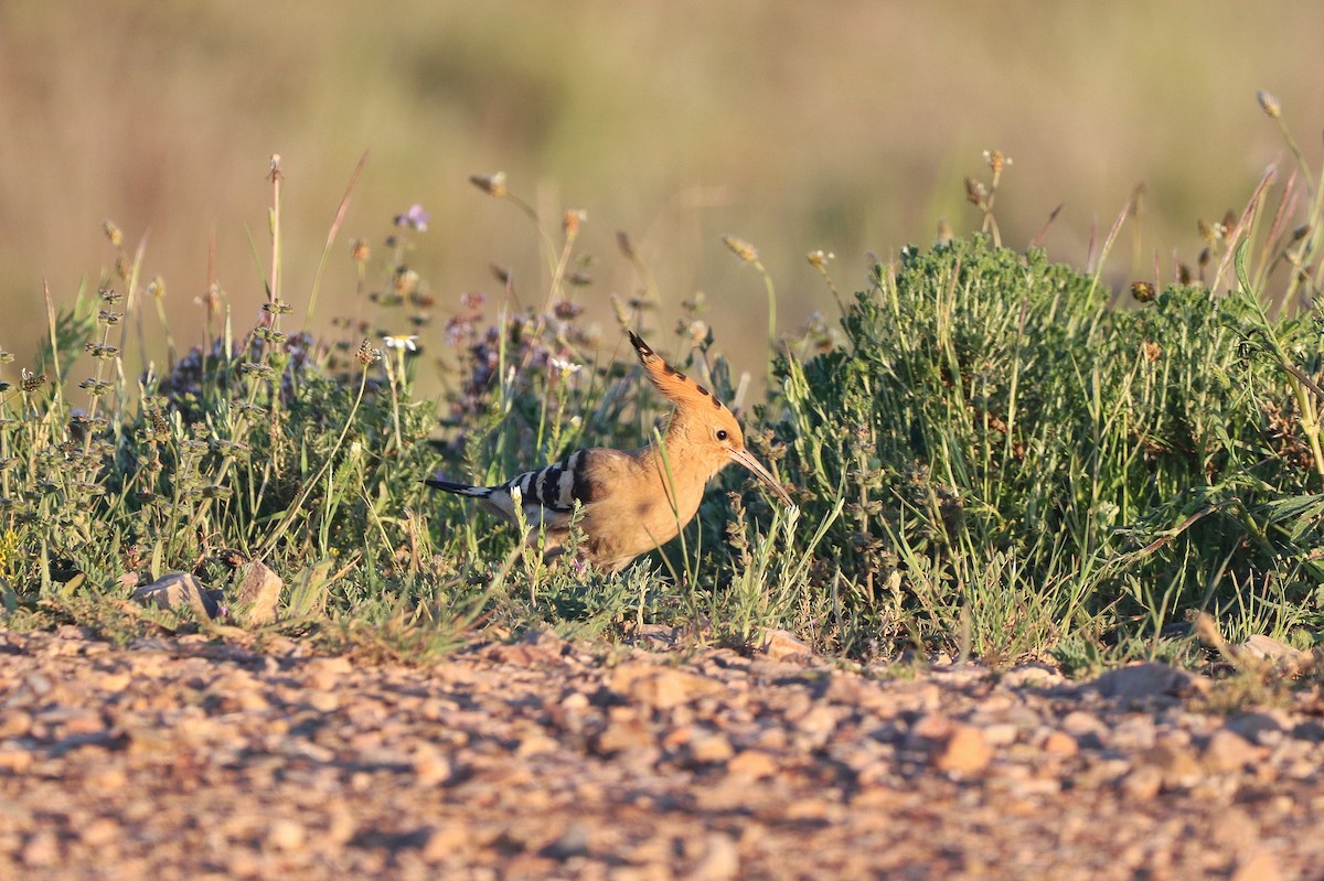 Eurasian Hoopoe - ML636768597