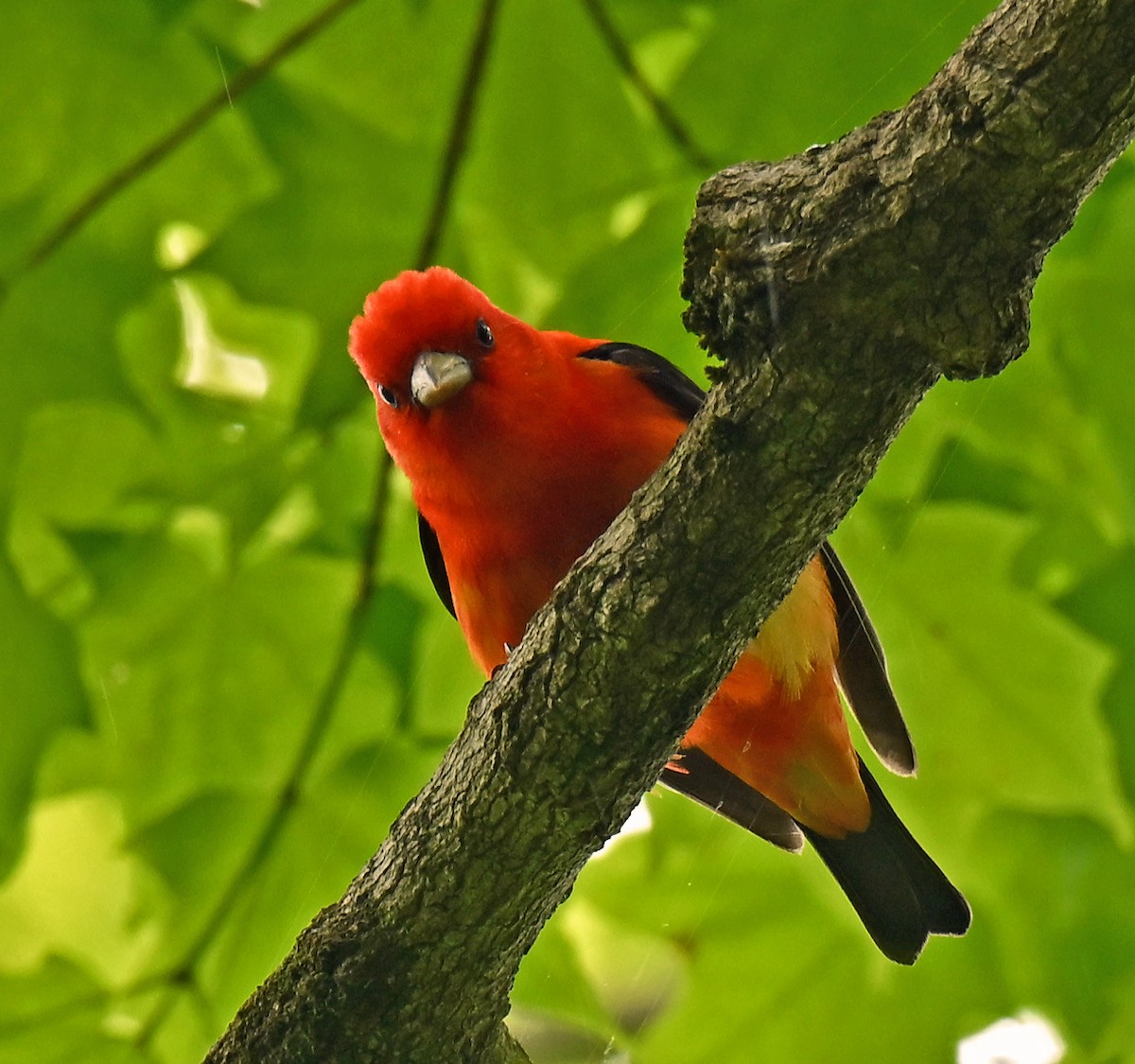 Piranga écarlate - ML636768926