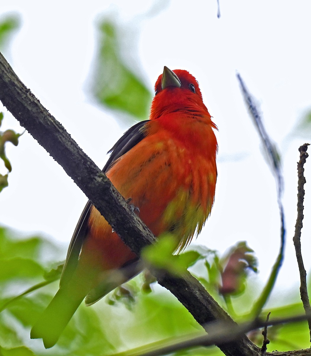 Piranga écarlate - ML636768927