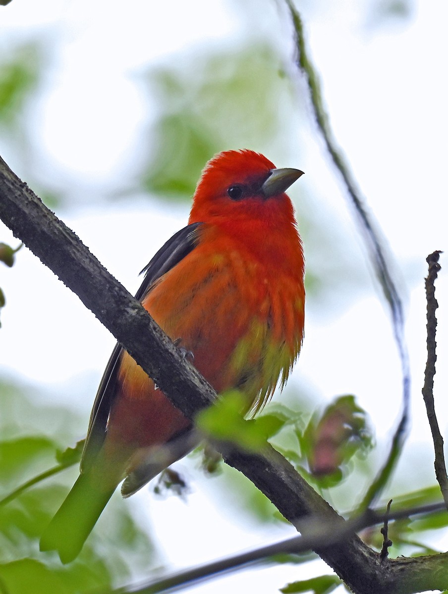Piranga écarlate - ML636768928