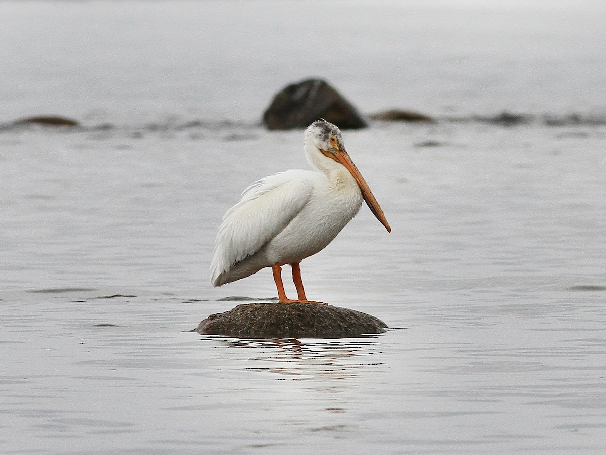 American White Pelican - ML636769019
