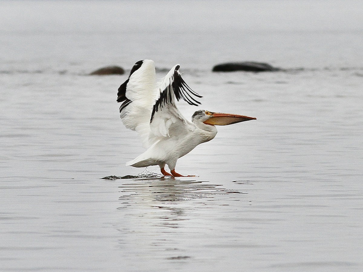 American White Pelican - ML636769020