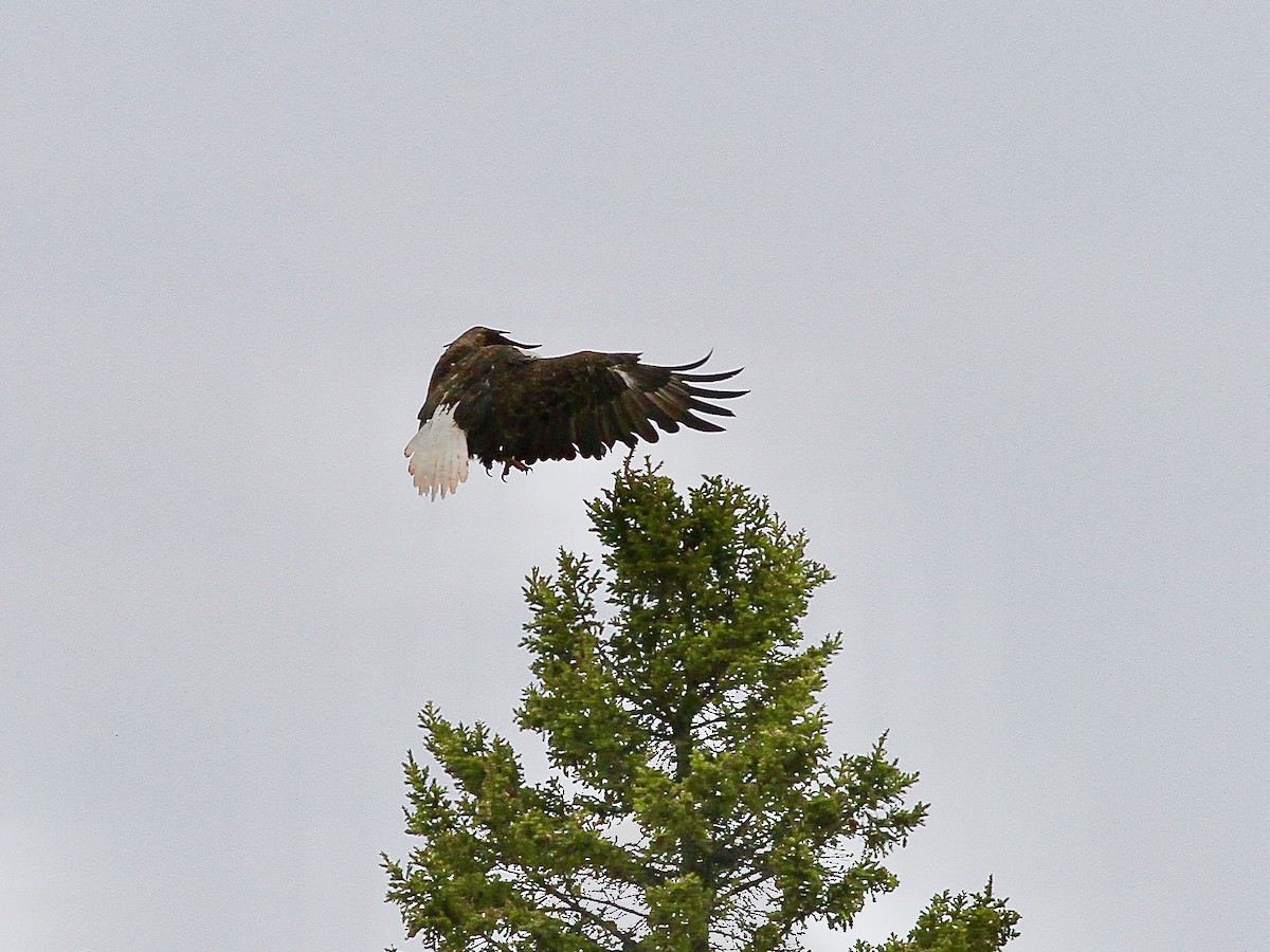 Bald Eagle - ML636769035