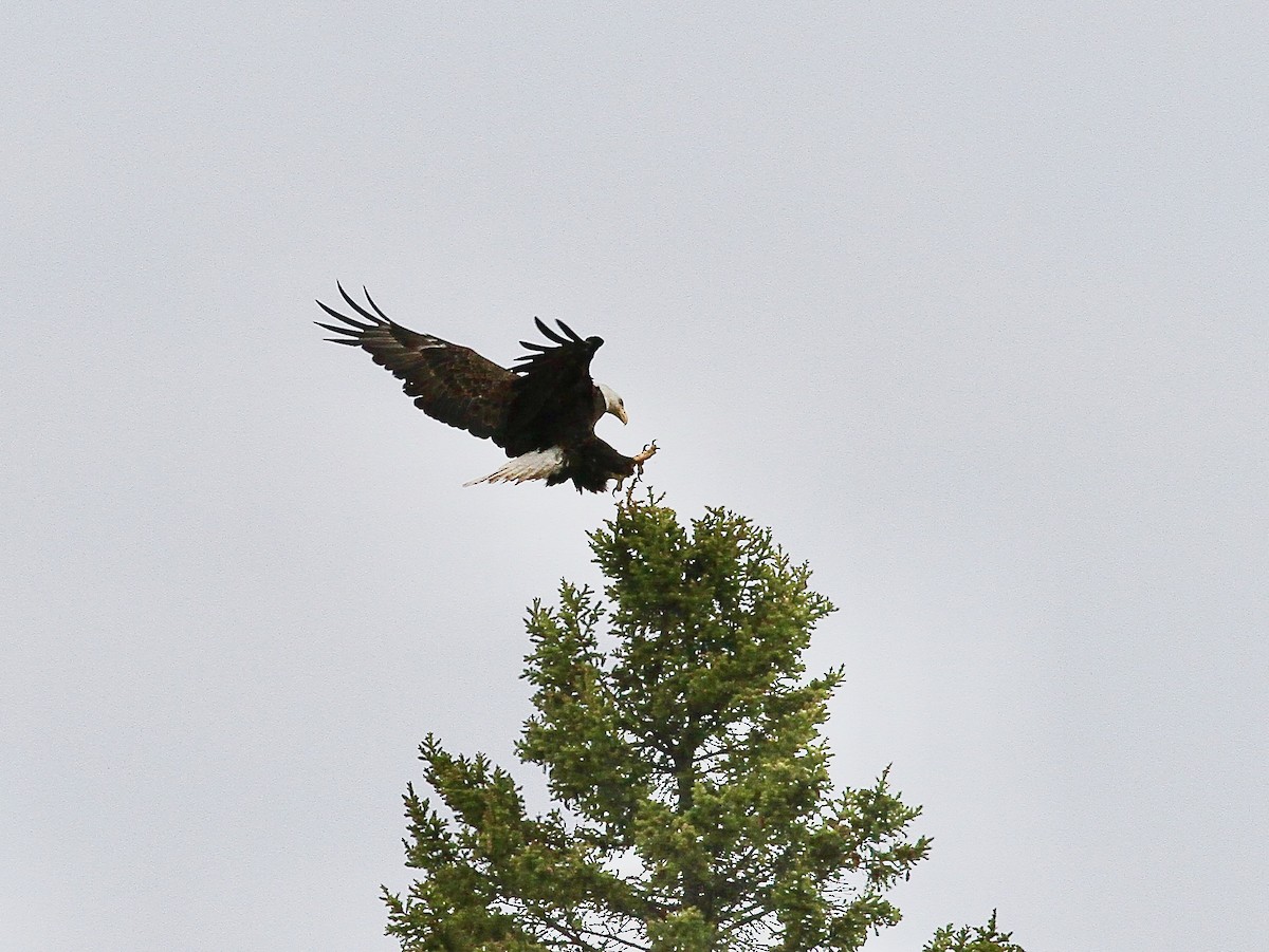 Bald Eagle - ML636769036