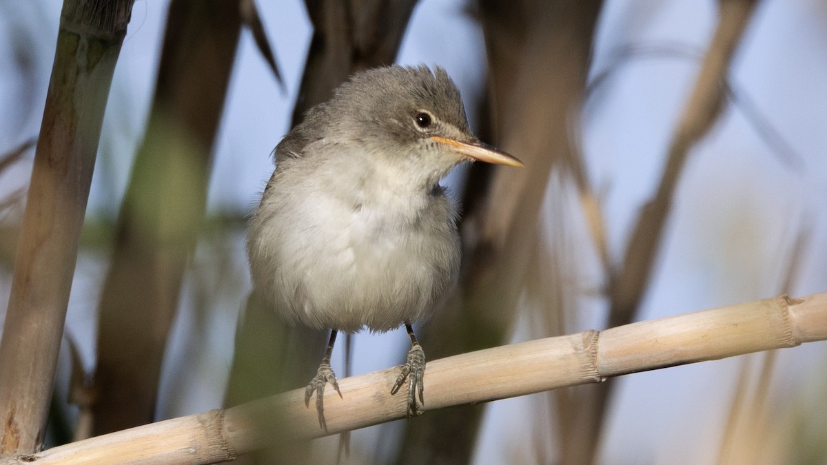 Olive-tree Warbler - ML636769038