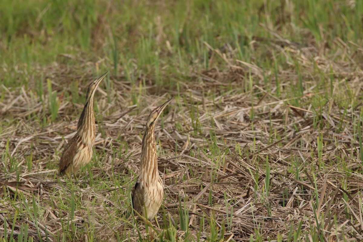 American Bittern - ML636769092