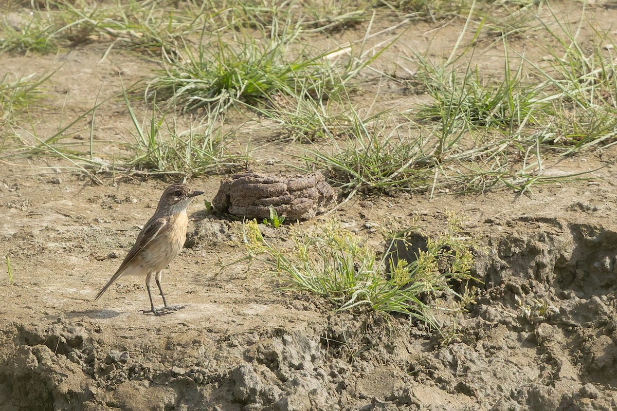 White-tailed Stonechat - ML636769118