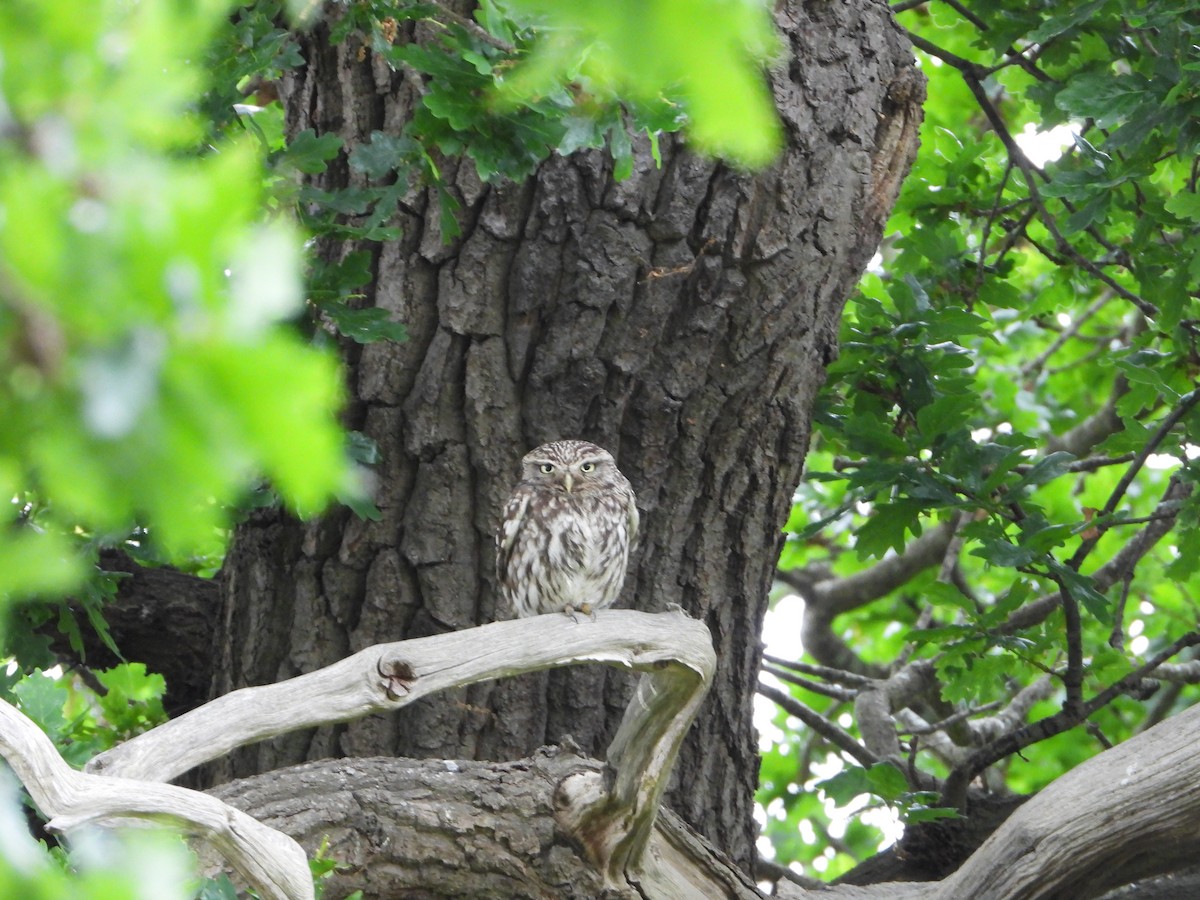 Little Owl - ML636769248