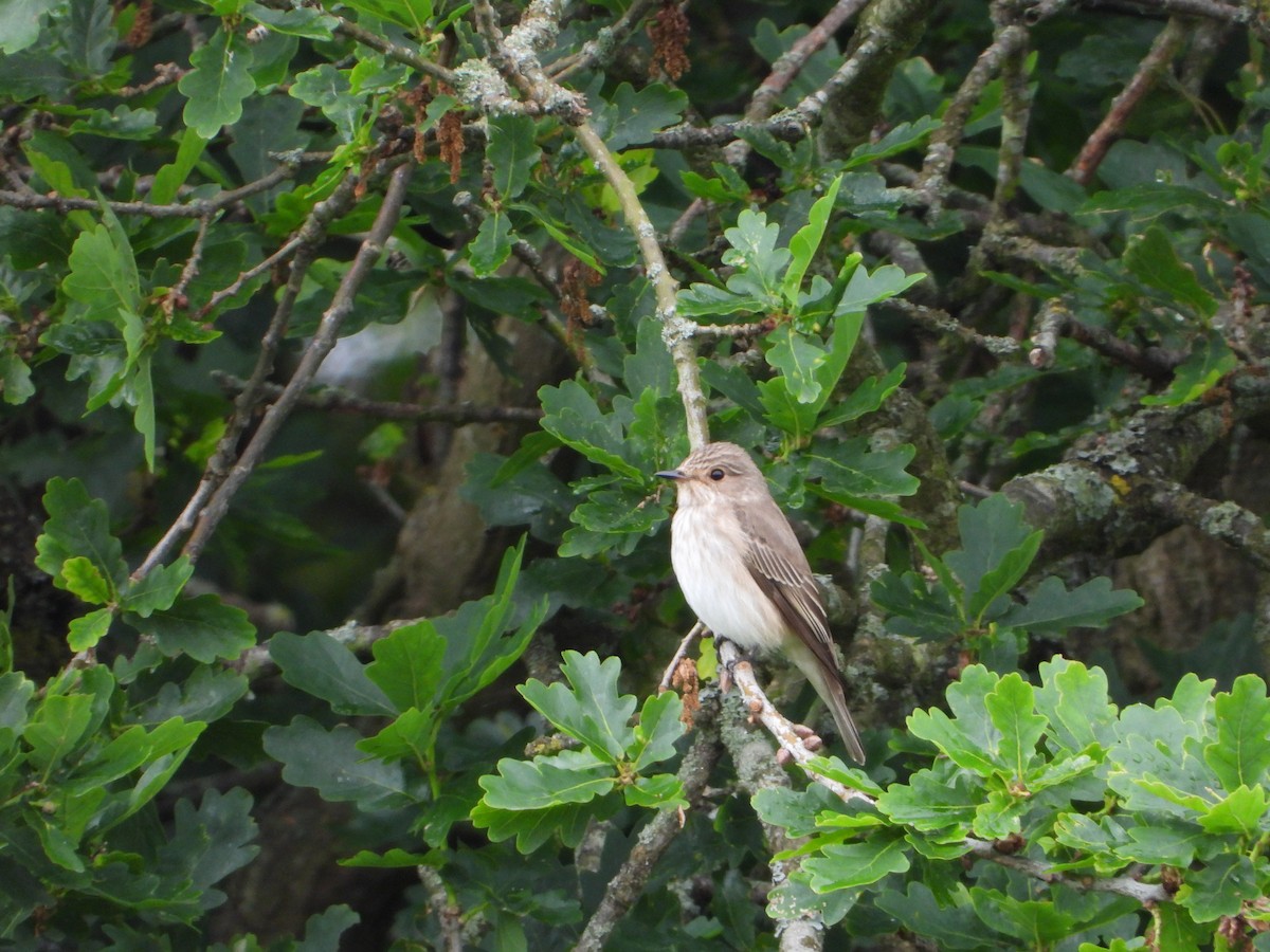 Spotted Flycatcher - ML636769267
