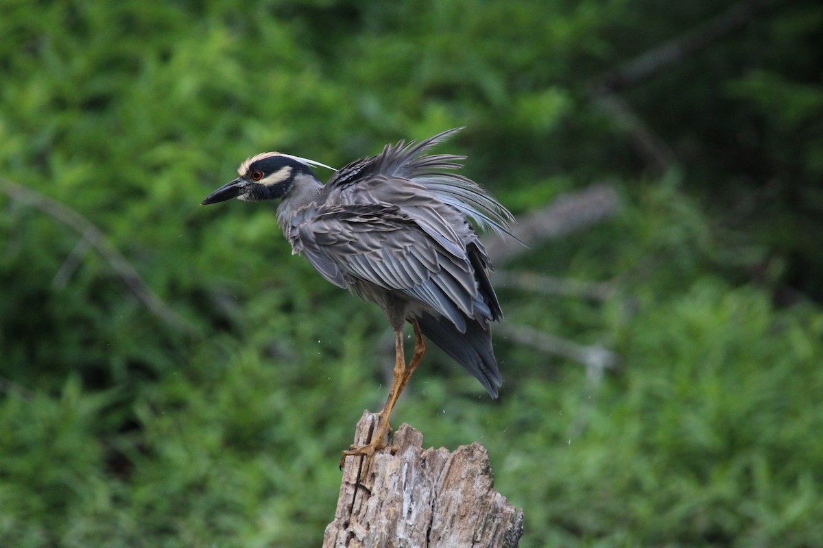 Yellow-crowned Night Heron - ML636769269