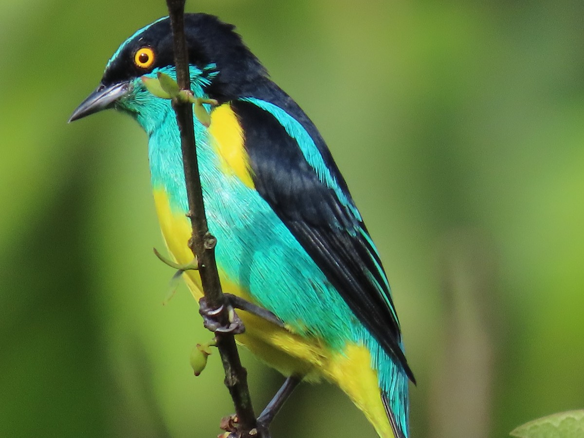 Black-faced Dacnis (Yellow-tufted) - ML636769278