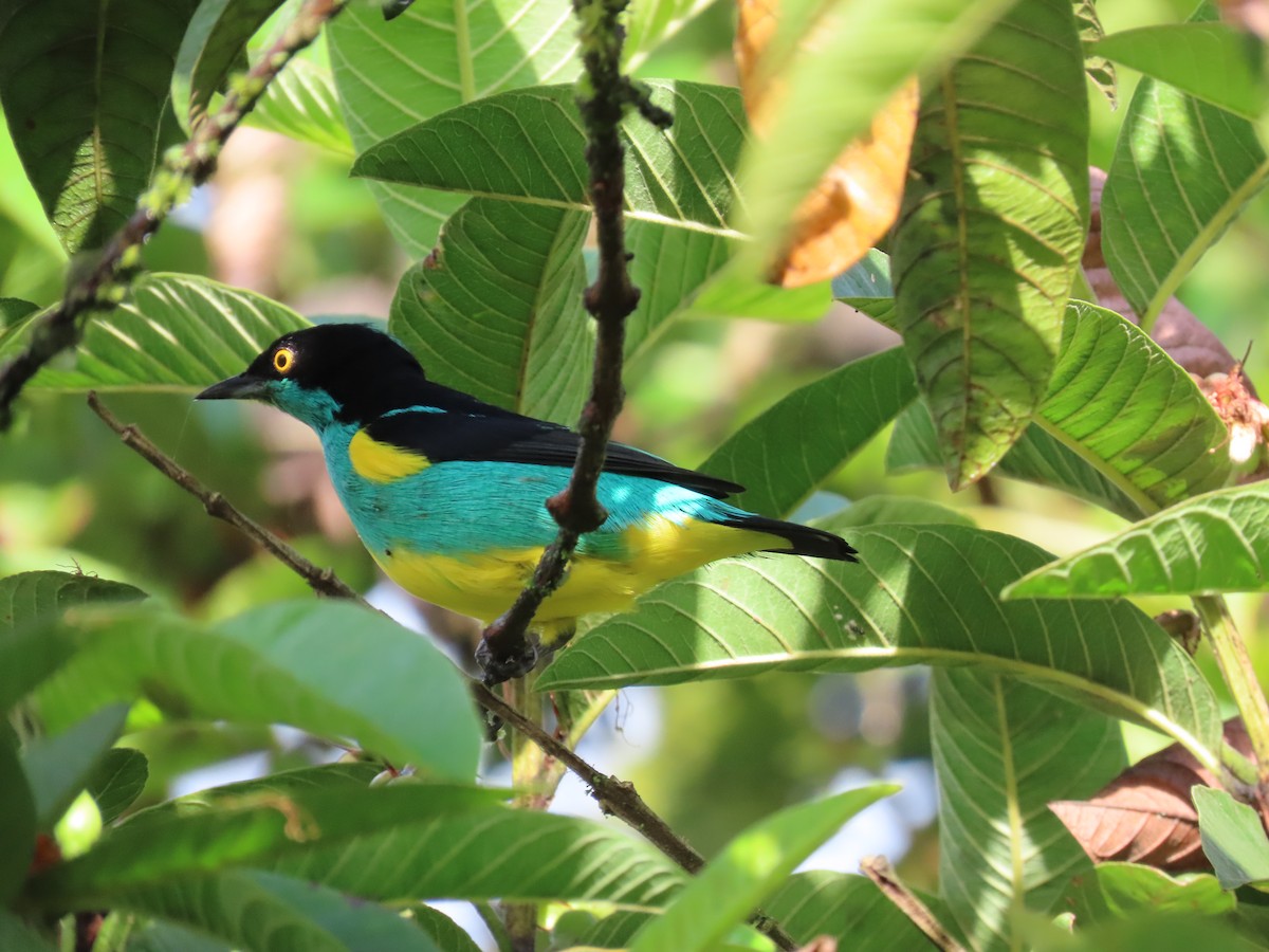 Black-faced Dacnis (Yellow-tufted) - ML636769279