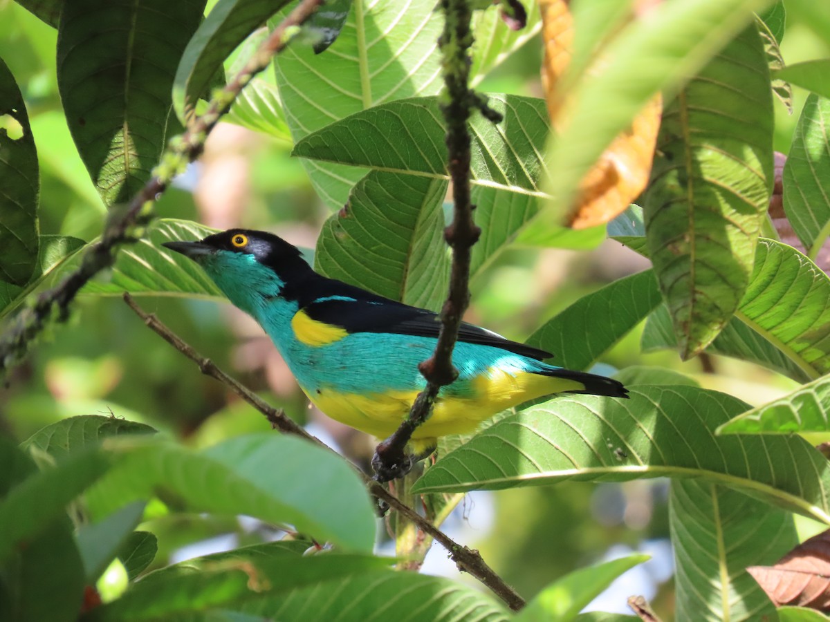 Black-faced Dacnis (Yellow-tufted) - ML636769280