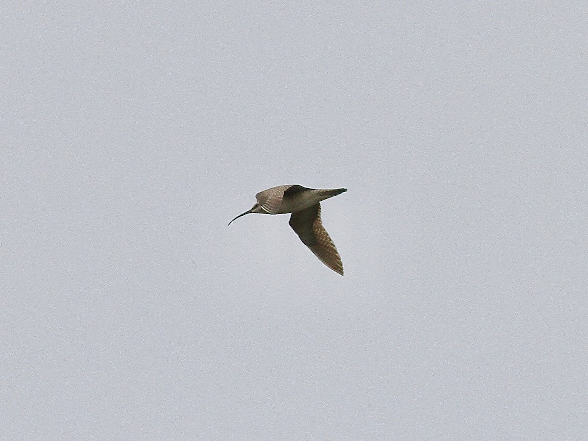Hudsonian Whimbrel - ML636769298