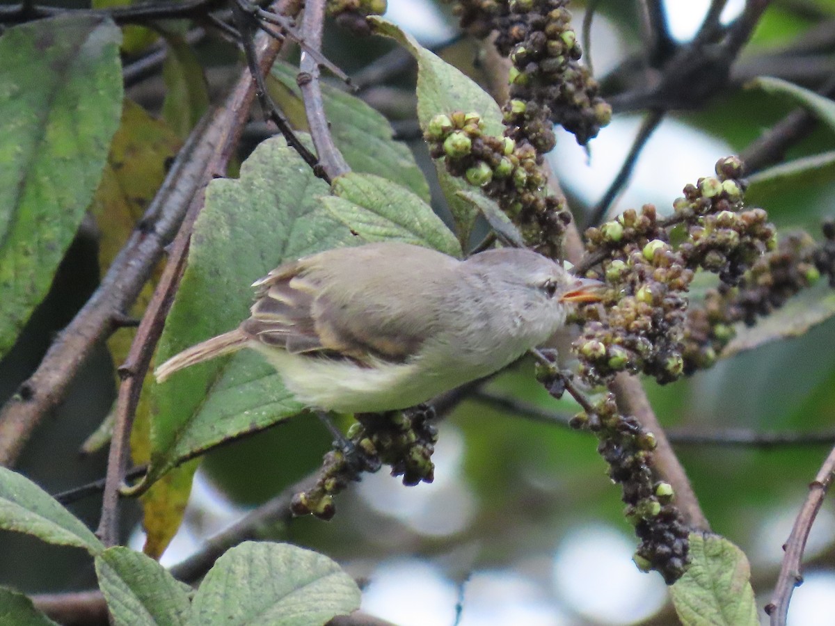 Southern Beardless-Tyrannulet - ML636769346