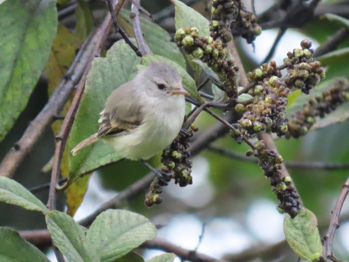 Southern Beardless-Tyrannulet - ML636769347