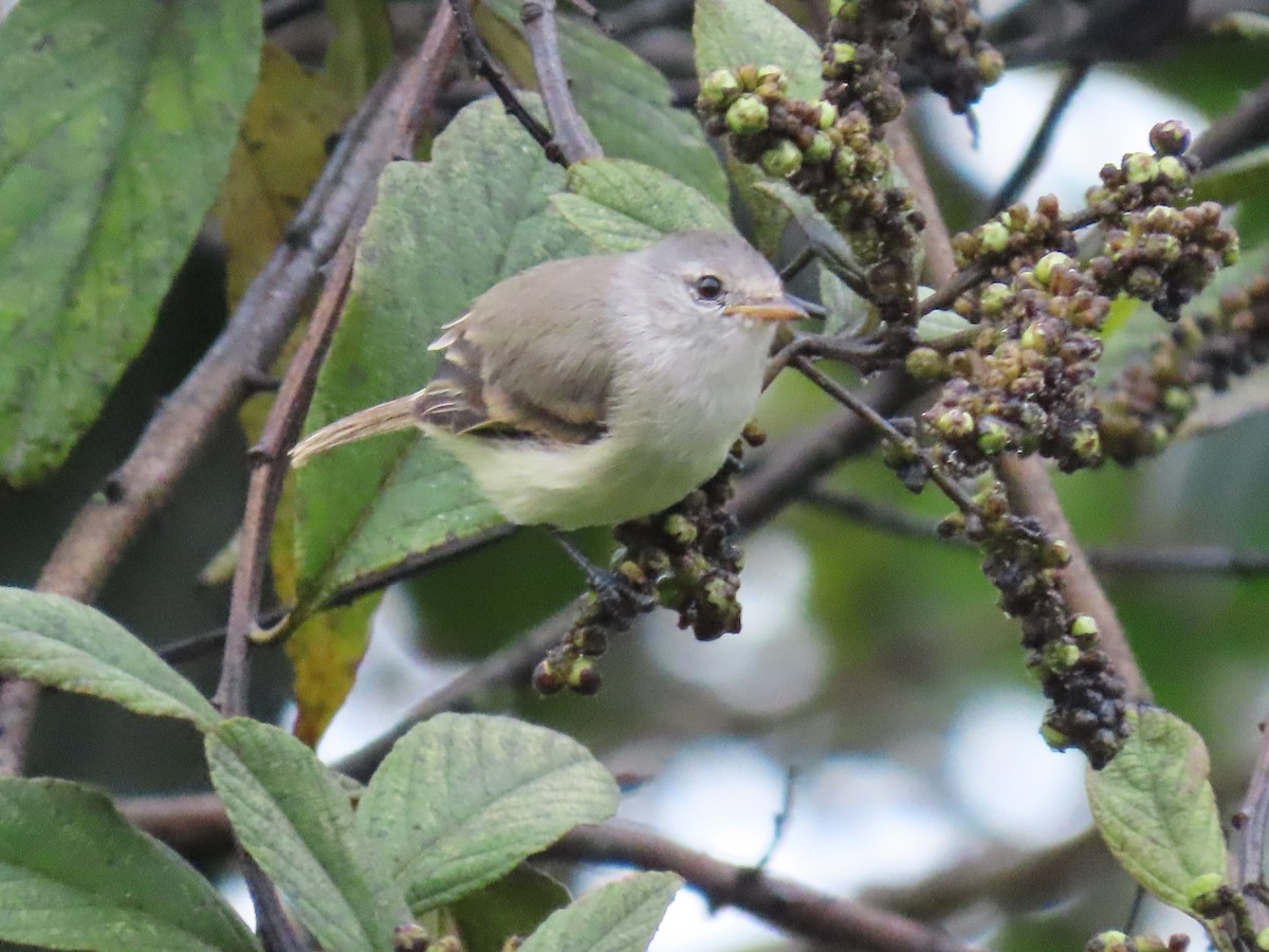 Southern Beardless-Tyrannulet - ML636769348