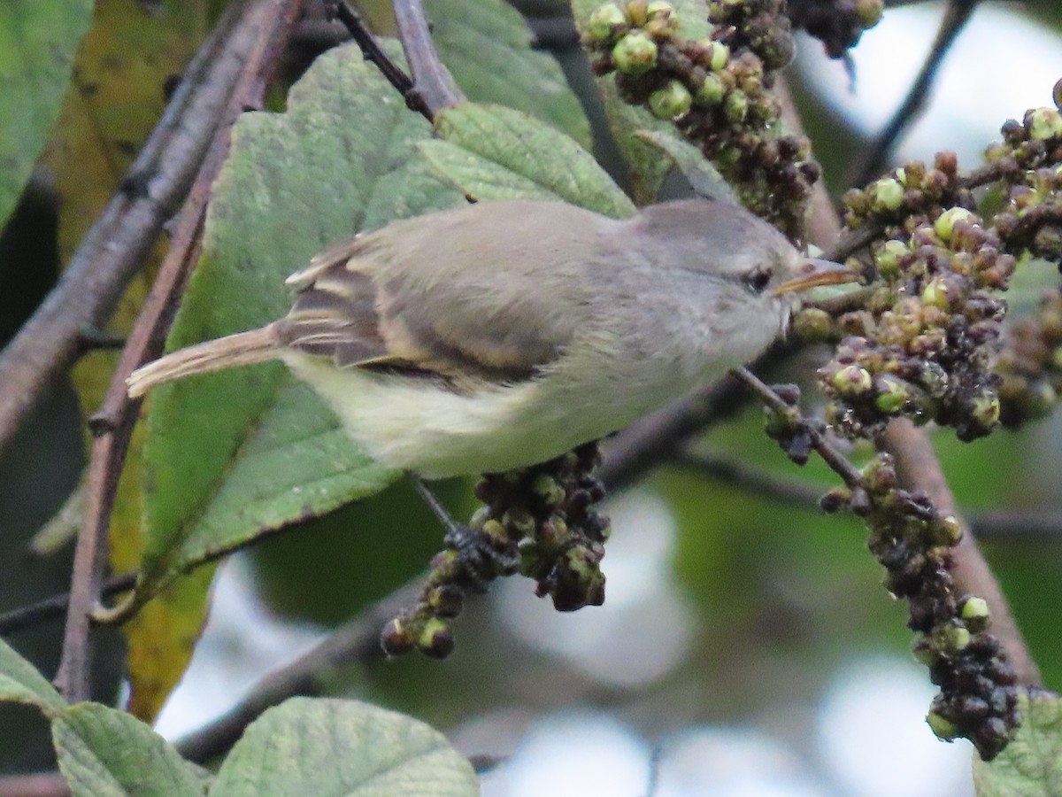 Southern Beardless-Tyrannulet - ML636769349