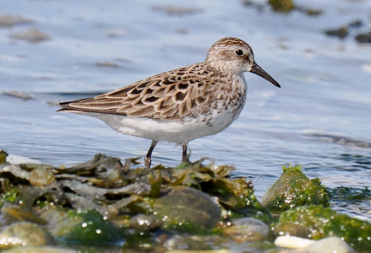 Calidris sp. (peep sp.) - ML636769411