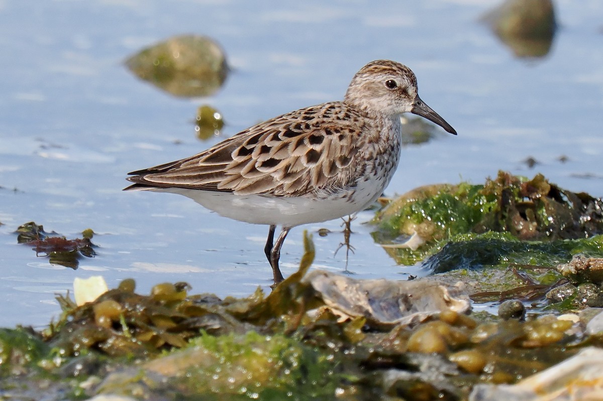Calidris sp. (peep sp.) - ML636769412