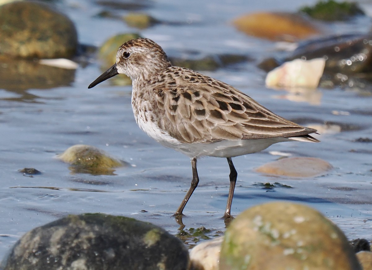 Calidris sp. (peep sp.) - ML636769413