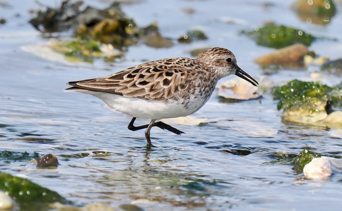 Calidris sp. (peep sp.) - ML636769414