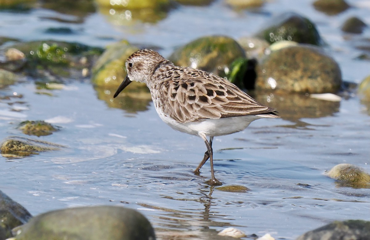 Calidris sp. (peep sp.) - ML636769415