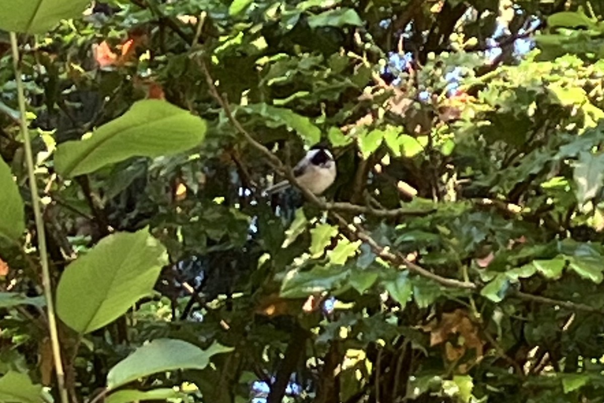 Black-capped Chickadee - ML636769443
