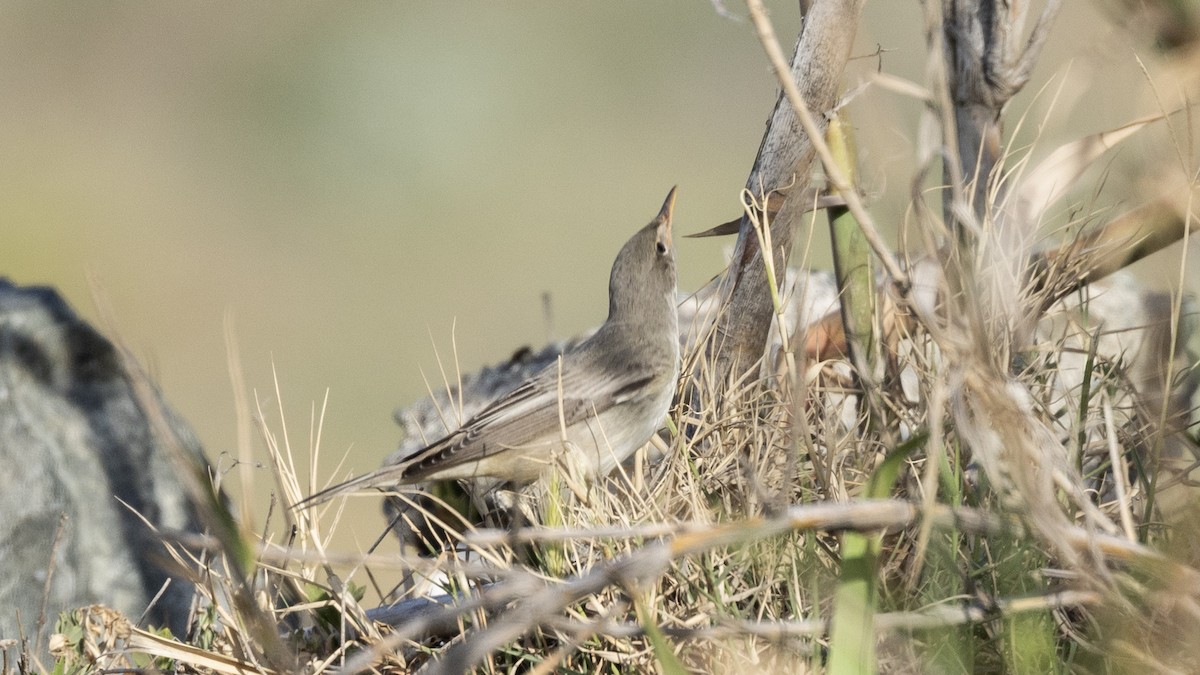 Olive-tree Warbler - ML636769496