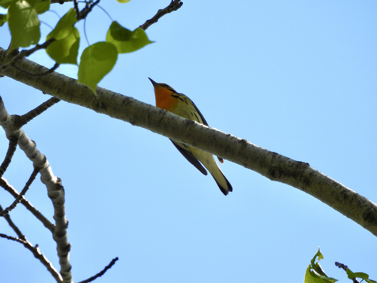 Blackburnian Warbler - ML636769513