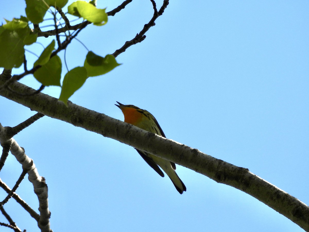 Blackburnian Warbler - ML636769514
