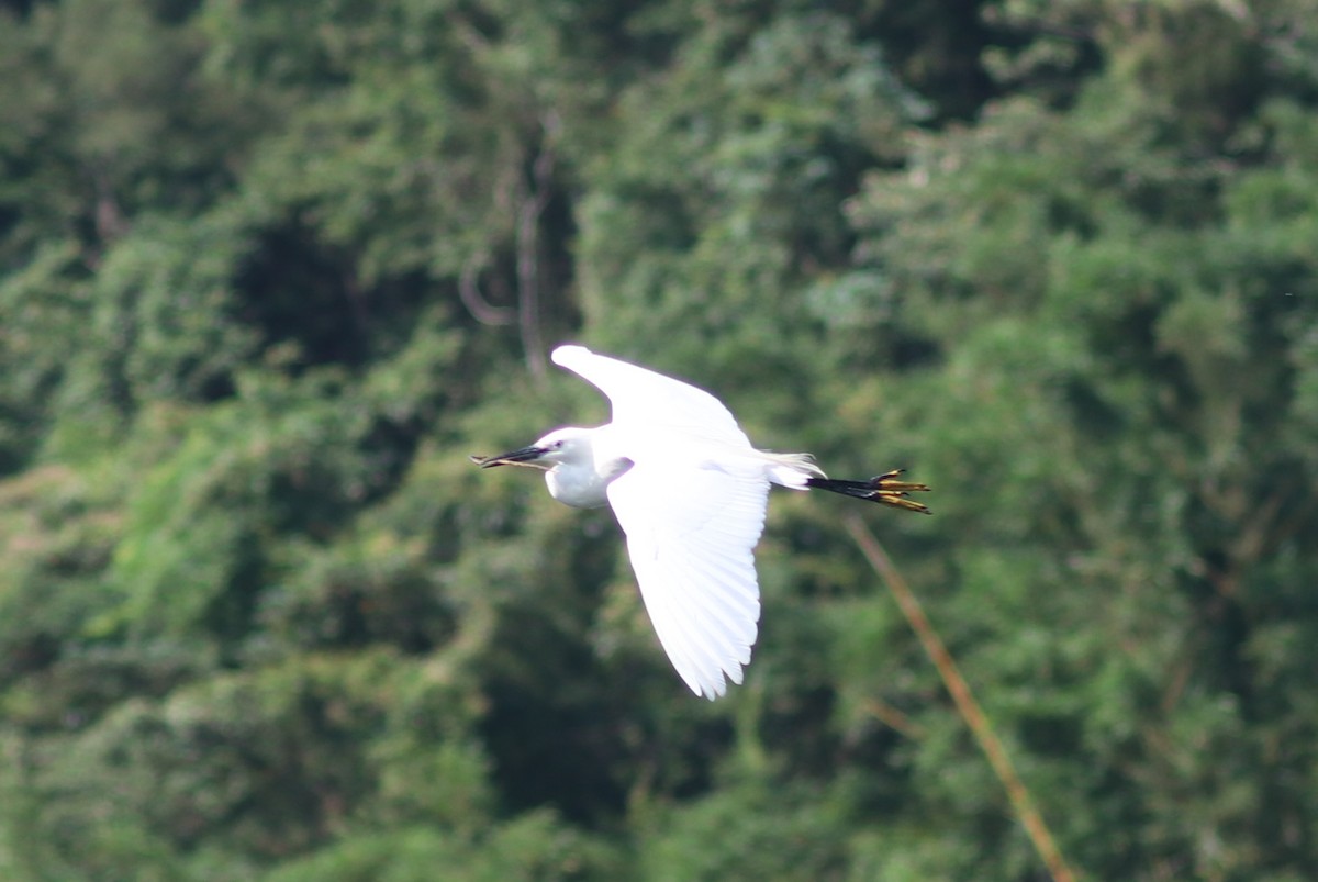heron sp. - ML636769516