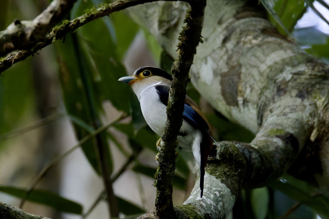 Silver-breasted Broadbill - ML636769555