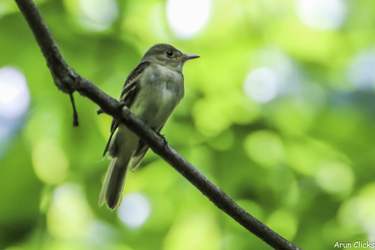 Acadian Flycatcher - ML636769598