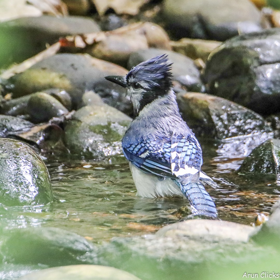 Blue Jay - ML636769610