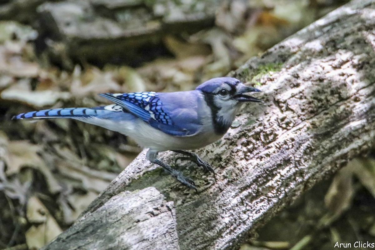 Blue Jay - ML636769611