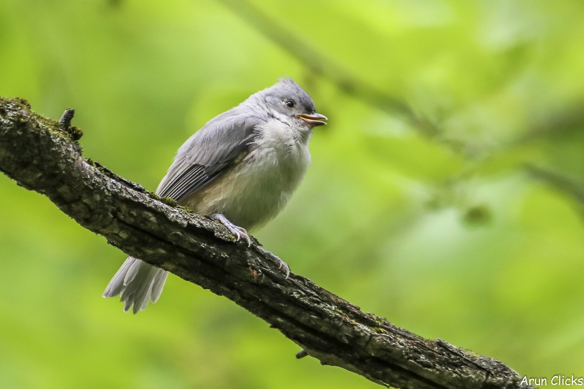 Tufted Titmouse - ML636769619