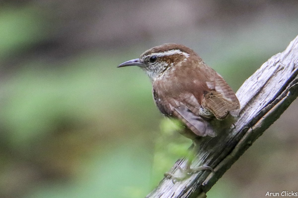 Carolina Wren - ML636769634