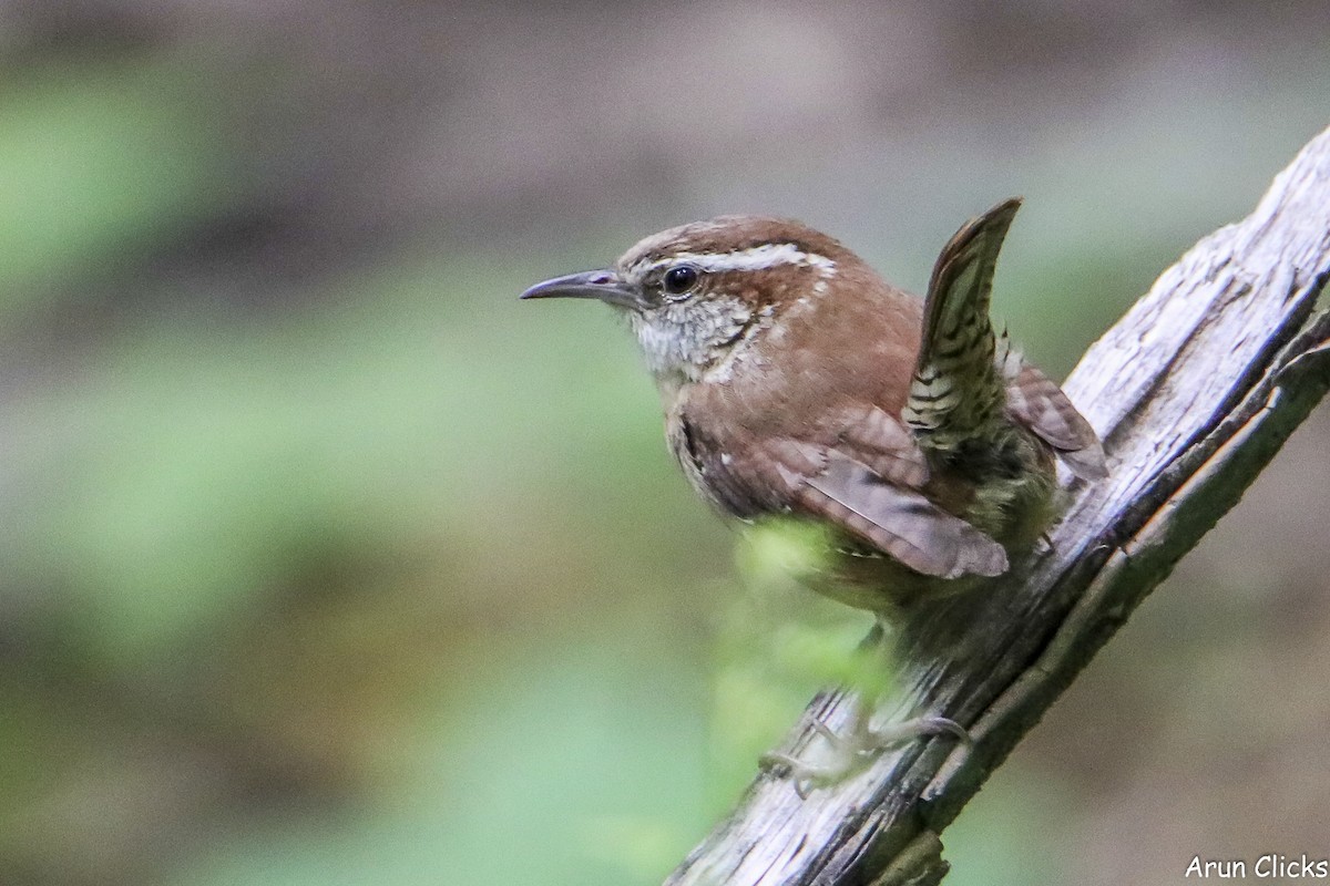 Carolina Wren - ML636769636